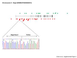 Chromosome X: Stag2 (ENSMUST00000069619)