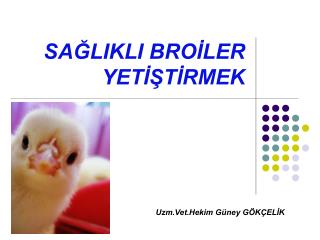 SAĞLIKLI BROİLER YETİŞTİRMEK