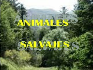 ANIMALES SALVAJES