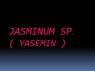 Jasminum sp . ( Yasemin )