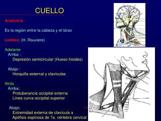 CUELLO