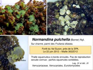 Normandina pulchella (Borrer) Nyl.