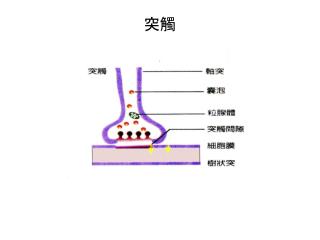 前突觸區 (presynaptic terminal) 內含有神經傳導物質 粒線體 及其它胞器 後突觸區 (postsynaptic terminal) 其上有神經傳導物質的受體