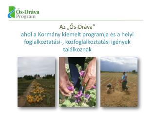 A Program előkészítésének lépései