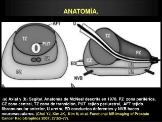 ANATOMÍA.