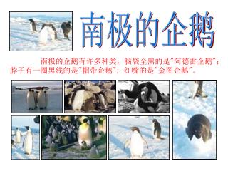 南极的企鹅有许多种类，脑袋全黑的是 &quot; 阿德雷企鹅 &quot; ；脖子有一圈黑线的是 &quot; 帽带企鹅 &quot; ；红嘴的是 &quot; 金图企鹅 &quot; 。
