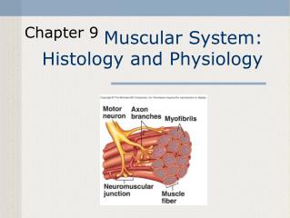 Muscular System: Histology and Physiology