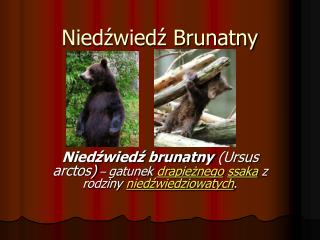 Niedźwiedź Brunatny