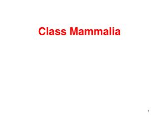 Class Mammalia