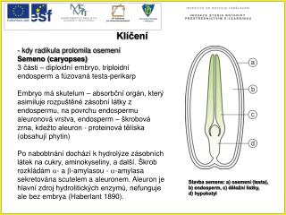 Klíčení