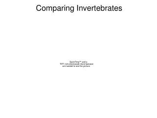 Comparing Invertebrates