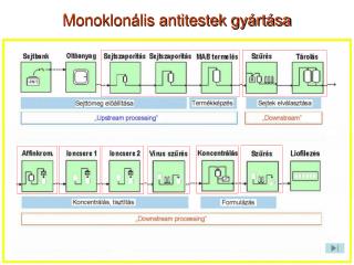 Monoklonális antitestek gyártása