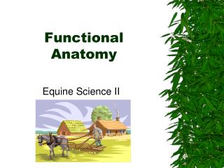 Functional Anatomy