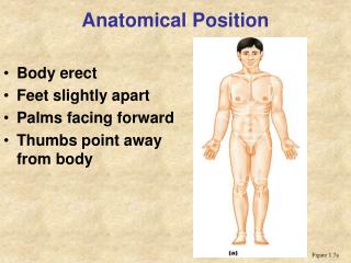 Anatomical Position