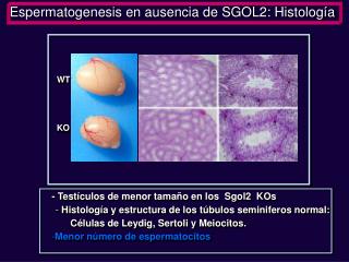 Espermatogenesis en ausencia de SGOL2: Histología