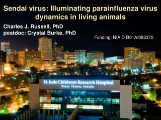 Sendai virus: Illuminating parainfluenza virus dynamics in living animals
