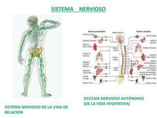 SISTEMA NERVIOSO