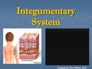 Integumentary System