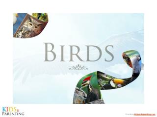 Birds