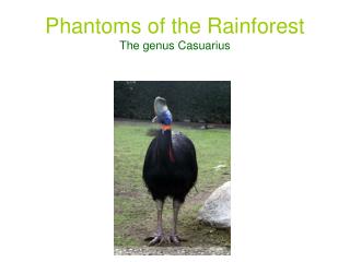 Phantoms of the Rainforest The genus Casuarius