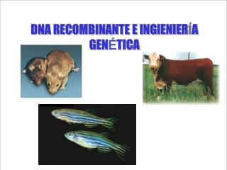 DNA RECOMBINANTE E INGIENIER Í A GEN É TICA