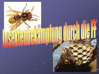 Insektenbekämpfung durch die FF