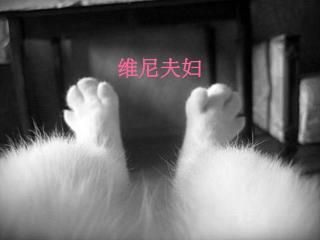 维尼夫妇