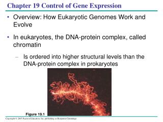 Chapter 19 Control of Gene Expression