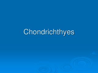 Chondrichthyes