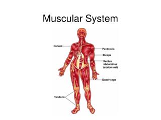 Muscular System