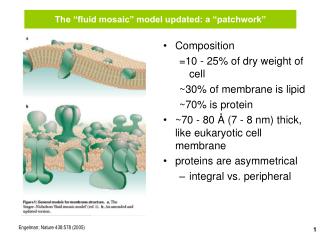 The “fluid mosaic” model updated: a “patchwork”