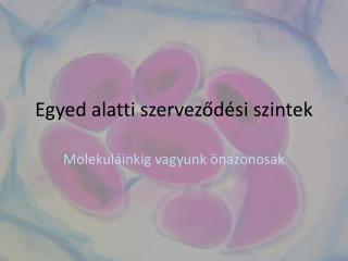 Egyed alatti szerveződési szintek