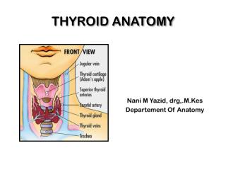 THYROID ANATOMY