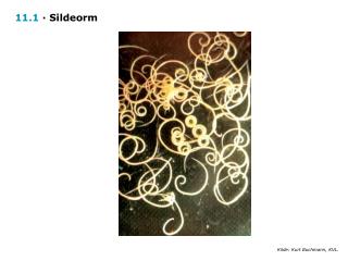 11.1 · Sildeorm