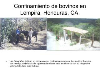 Confinamiento de bovinos en Lempira, Honduras, CA.