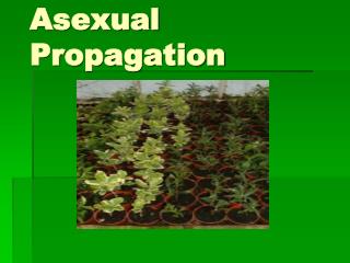 Asexual Propagation