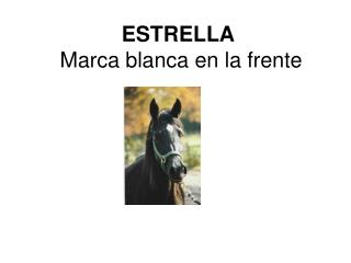 ESTRELLA Marca blanca en la frente