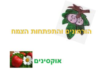 הורמונים והתפתחות הצמח