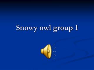 Snowy owl group 1