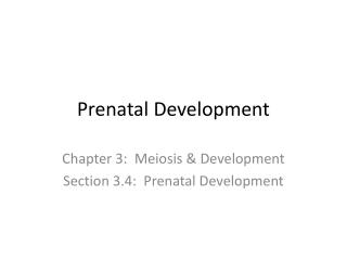 Prenatal Development