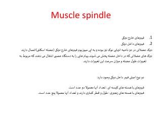 Muscle spindle