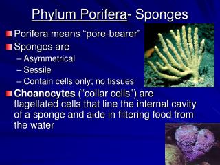 Phylum Porifera - Sponges