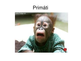 Primáti