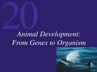 Animal Development: From Genes to Organism