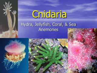 Cnidaria