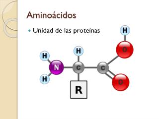 Aminoácidos