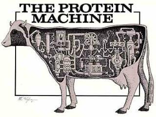 PROTEINS