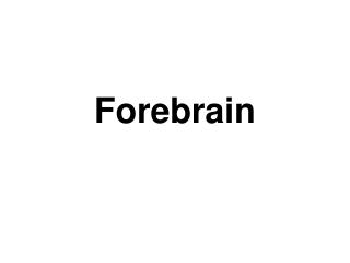 Forebrain