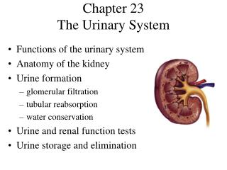 Chapter 23 The Urinary System