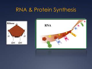 RNA &amp; Protein Synthesis